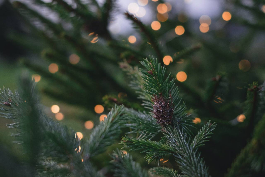 How to Keep Your Christmas Tree Fresh Longer - AA Christmas Trees