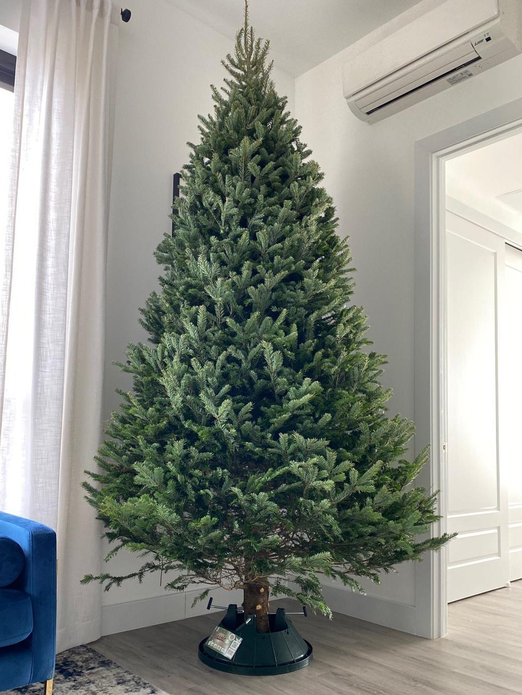 NYC Christmas Trees: Premium Fraser Fir & Delivery - AA