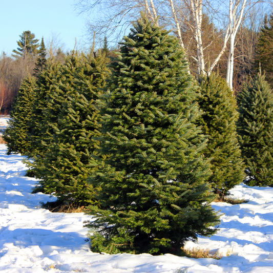 Fraser Fir vs Balsam Fir: Which Is Best for Your NYC Home?
