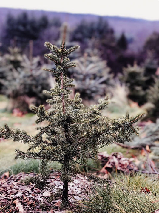 Buying a Real Christmas Tree? You NEED to Read This Buyers Guide - AA Christmas Trees