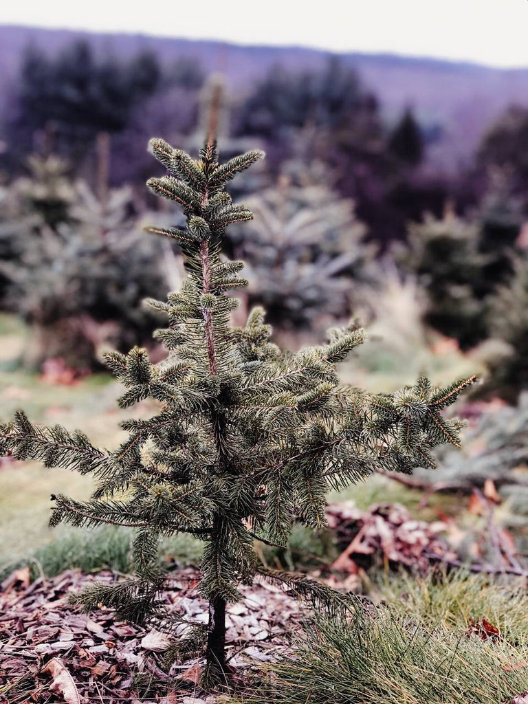 Buying a Real Christmas Tree? You NEED to Read This Buyers Guide