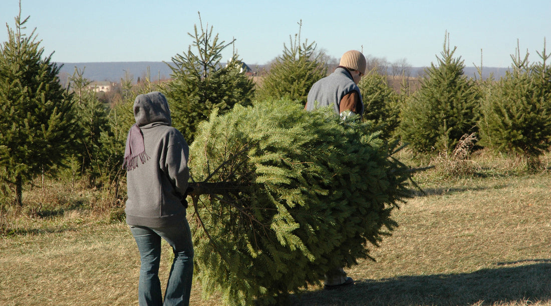 Two people carrying a freshly cut Fraser Fir to deliver it for professional installation in NYC
