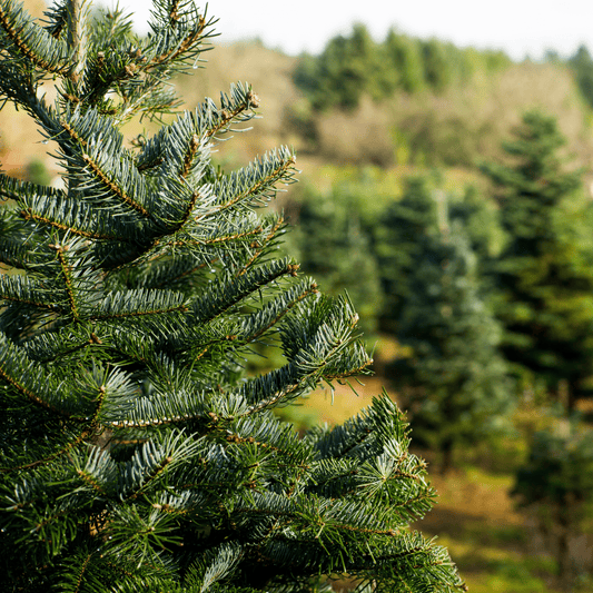 Fraser Fir Christmas Tree NYC: Compare Varieties, Sizes and Freshness - AA Christmas Trees