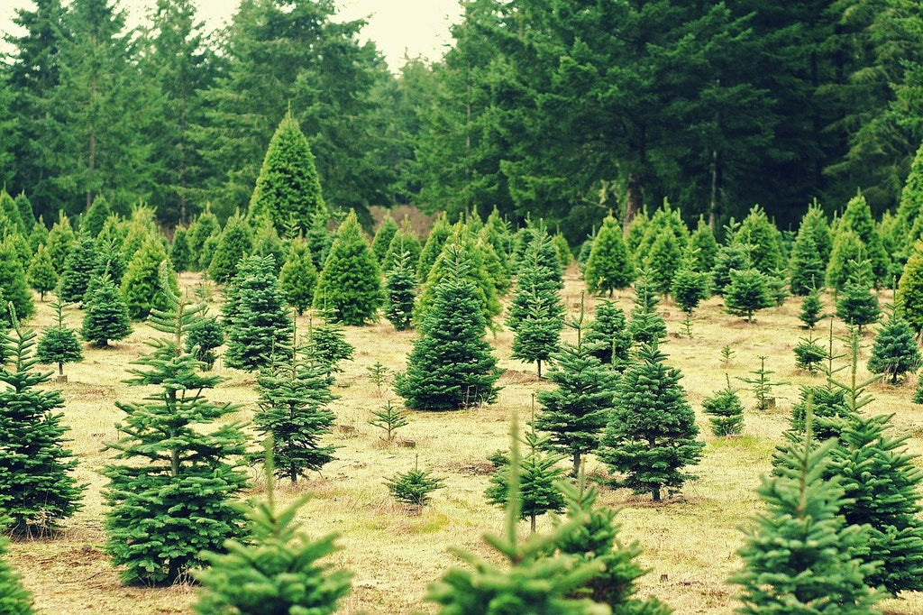 How to Buy a Christmas Tree in NYC