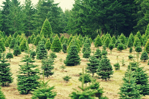 How to Buy a Christmas Tree in NYC