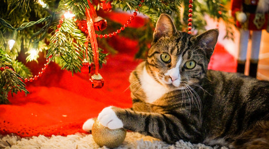 Tuxedo cat playing with a gold ornament under a decorated and lit Christmas Fraser Fir tree in Brooklyn