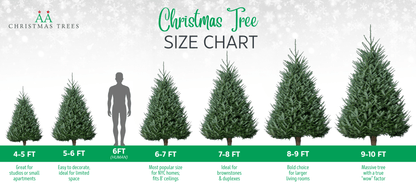 Premium Fraser Fir Christmas Tree - AA Christmas Trees