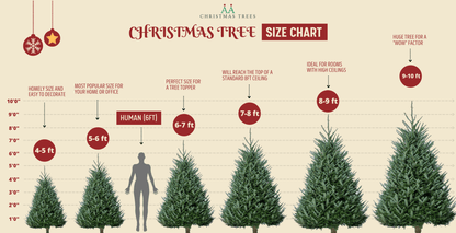Premium Fraser Fir Christmas Tree - AA Christmas Trees