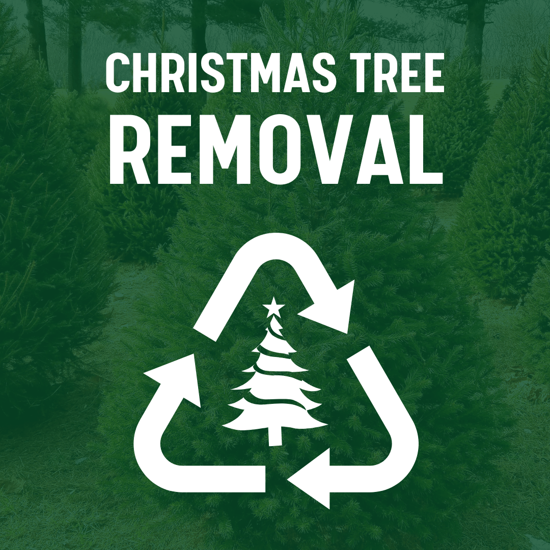 Tree Removal - AA Christmas Trees