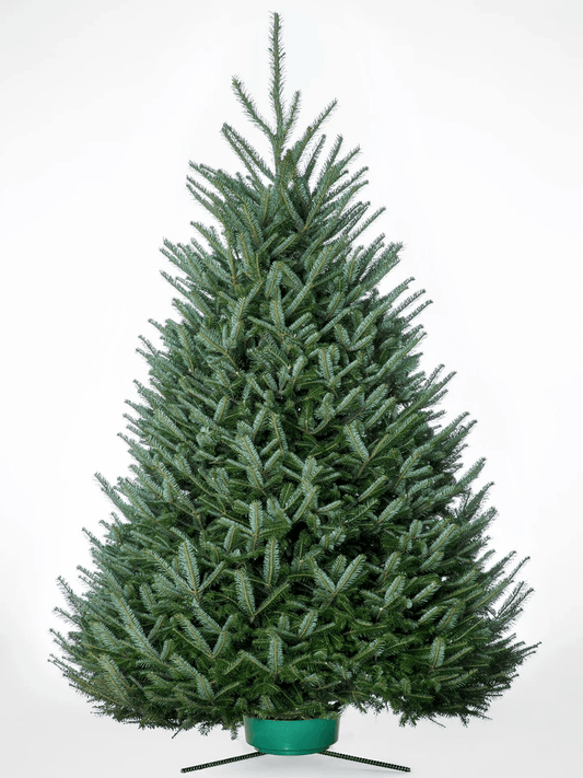 Tree Size - AA Christmas Trees